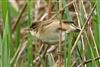 Reed Warbler
