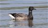 Dark-bellied Brent Goose