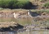 Whimbrel