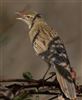 Grasshopper Warbler