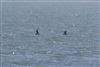 Arctic Skua