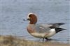 Wigeon