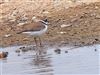 Little Ringed Plover