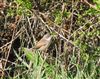 Whitethroat