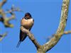 Swallow