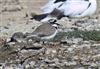 Little Ringed Plover