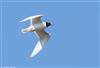 Mediterranean Gull