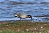 Green-winged Teal