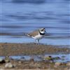 Little Ringed Plover