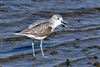 Greenshank