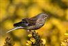 Linnet