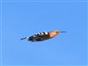 Hoopoe