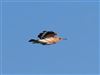 Hoopoe