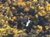 Hoopoe
