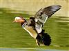 Mandarin Duck