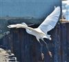 Little Egret