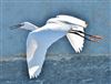 Little Egret