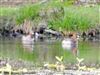 Little Grebe