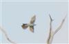 Cuckoo