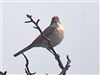 Whitethroat