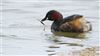 Little Grebe