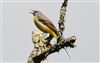 Grey Wagtail