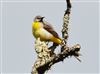 Grey Wagtail