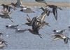 Hudsonian Godwit