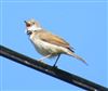 Whitethroat