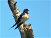 Swallow