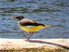 Grey Wagtail