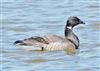 Dark-bellied Brent Goose