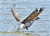 Dark-bellied Brent Goose