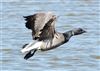 Dark-bellied Brent Goose