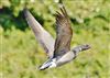 Dark-bellied Brent Goose