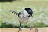 Marsh Tit