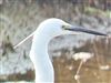 Little Egret