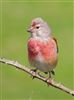 Linnet