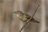 Grasshopper Warbler