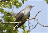 Cuckoo