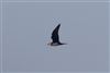 Arctic Skua
