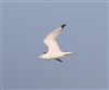 Kittiwake