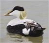 Eider