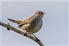 Cetti's Warbler
