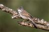 Whitethroat