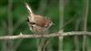 Cetti's Warbler