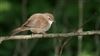 Cetti's Warbler