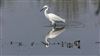 Little Egret