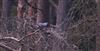Cuckoo
