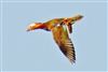 Mandarin Duck